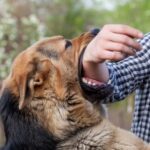 dog bite